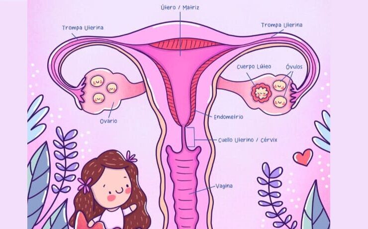 Libro Educación Menstrual para niñas